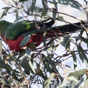 Alisterus scapularis at Acton, ACT - 26 Jun 2015