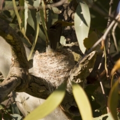 Rhipidura leucophrys (Willie Wagtail) at Hawker, ACT - 25 Sep 2015 by AlisonMilton