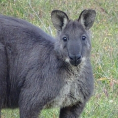 Osphranter robustus robustus (Eastern Wallaroo) at Booth, ACT - 19 Jul 2017 by roymcd