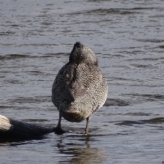 Stictonetta naevosa (Freckled Duck) at Fyshwick, ACT - 18 Jul 2017 by roymcd