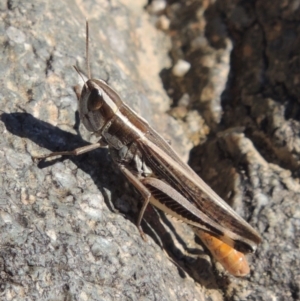 Macrotona australis at Paddys River, ACT - 7 Mar 2017