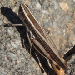 Macrotona australis at Paddys River, ACT - 7 Mar 2017 06:04 PM