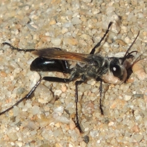 Sphex sp. (genus) at Paddys River, ACT - 7 Mar 2017 06:17 PM