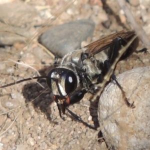 Sphex sp. (genus) at Paddys River, ACT - 7 Mar 2017 06:17 PM