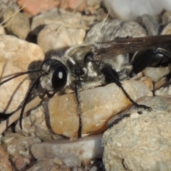 Sphex sp. (genus) at Paddys River, ACT - 7 Mar 2017 06:17 PM