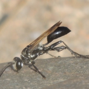 Sphex sp. (genus) at Paddys River, ACT - 7 Mar 2017