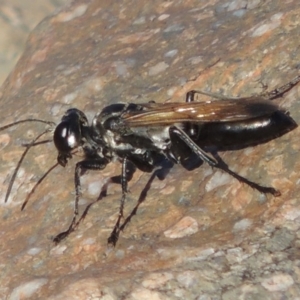 Sphex sp. (genus) at Paddys River, ACT - 7 Mar 2017