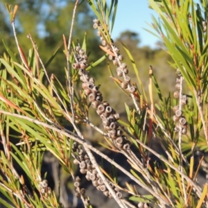 Callistemon sieberi at Paddys River, ACT - 7 Mar 2017