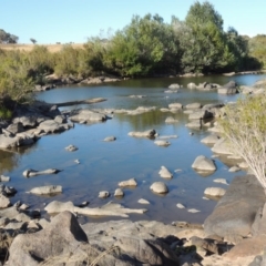 Callistemon sieberi at Paddys River, ACT - 7 Mar 2017