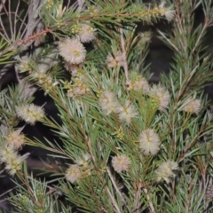 Callistemon sieberi (River Bottlebrush) at Paddys River, ACT - 7 Mar 2017 by michaelb