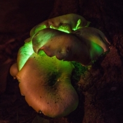 Omphalotus nidiformis (Ghost Fungus) at Undefined - 13 May 2017 by Alison Milton