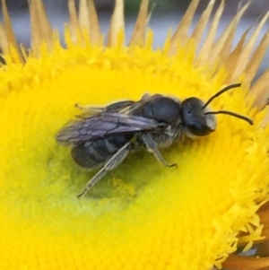 Lasioglossum (Chilalictus) lanarium at Acton, ACT - 1 Nov 2015