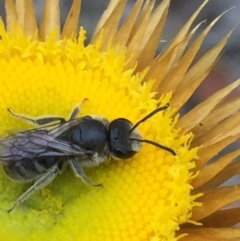 Lasioglossum (Chilalictus) lanarium at Acton, ACT - 1 Nov 2015