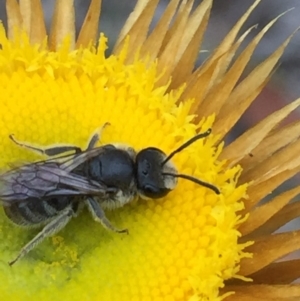 Lasioglossum (Chilalictus) lanarium at Acton, ACT - 1 Nov 2015