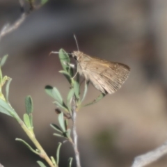 Trapezites phigalia (Heath Ochre) at O'Connor, ACT - 24 Oct 2015 by ibaird