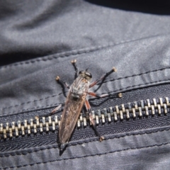 Neoaratus hercules (Herculean Robber Fly) at Acton, ACT - 22 Nov 2015 by AlisonMilton