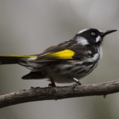 Phylidonyris novaehollandiae (New Holland Honeyeater) at Acton, ACT - 27 Aug 2016 by AlisonMilton