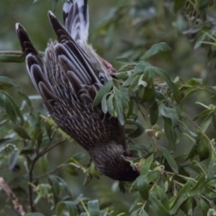 Anthochaera carunculata (Red Wattlebird) at Acton, ACT - 27 Aug 2016 by AlisonMilton