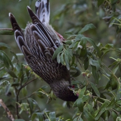 Anthochaera carunculata (Red Wattlebird) at Acton, ACT - 27 Aug 2016 by AlisonMilton