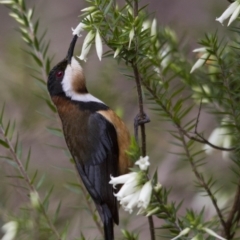 Acanthorhynchus tenuirostris (Eastern Spinebill) at Acton, ACT - 27 Aug 2016 by Alison Milton