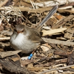 Malurus cyaneus at Acton, ACT - 27 Aug 2016