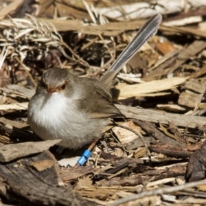 Malurus cyaneus at Acton, ACT - 27 Aug 2016