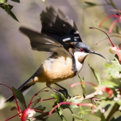 Acanthorhynchus tenuirostris (Eastern Spinebill) at Acton, ACT - 27 Aug 2016 by AlisonMilton