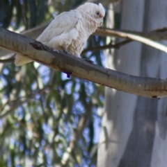 Cacatua sanguinea (Little Corella) at ANU Dickson Precinct - 23 Nov 2016 by AlisonMilton