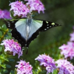 Graphium macleayanum (Macleay's Swallowtail) at Canberra Central, ACT - 26 Nov 2016 by Alison Milton