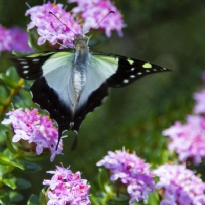 Graphium macleayanum (Macleay's Swallowtail) at Canberra Central, ACT - 26 Nov 2016 by AlisonMilton