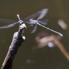 Austrolestes leda (Wandering Ringtail) at Canberra Central, ACT - 26 Nov 2016 by AlisonMilton