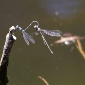 Austrolestes leda at Canberra Central, ACT - 26 Nov 2016 11:31 AM