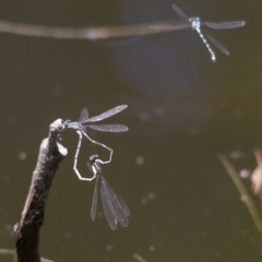 Austrolestes leda at Canberra Central, ACT - 26 Nov 2016 11:31 AM