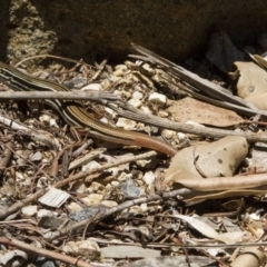 Ctenotus taeniolatus (Copper-tailed Skink) at Acton, ACT - 26 Nov 2016 by AlisonMilton