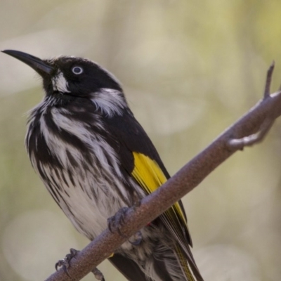 Phylidonyris novaehollandiae (New Holland Honeyeater) at Acton, ACT - 26 Nov 2016 by Alison Milton