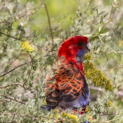 Platycercus elegans (Crimson Rosella) at Acton, ACT - 26 Nov 2016 by AlisonMilton