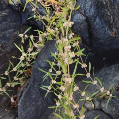 Alternanthera denticulata (Lesser Joyweed) at Point Hut to Tharwa - 7 Mar 2017 by MichaelBedingfield