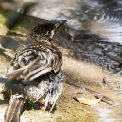 Anthochaera carunculata (Red Wattlebird) at Acton, ACT - 26 Nov 2016 by Alison Milton