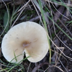 Lepiota s.l. at Namadgi National Park - 23 May 2015 by AlisonMilton