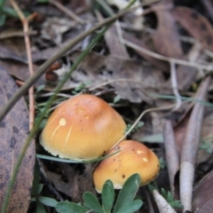 Hypholoma sp. (Hypholoma) at Tennent, ACT - 23 May 2015 by AlisonMilton