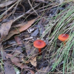 Dermocybe sp. (Dermocybe) at Tennent, ACT - 23 May 2015 by Alison Milton