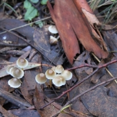 Mycena sp. ‘grey or grey-brown caps’ at Tennent, ACT - 23 May 2015 by AlisonMilton