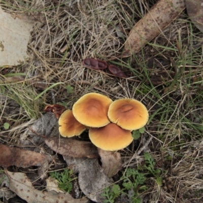 Hypholoma sp. (Hypholoma) at Cotter River, ACT - 17 May 2014 by AlisonMilton