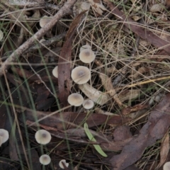 Mycena sp. (Mycena) at Namadgi National Park - 17 May 2014 by AlisonMilton