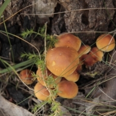 Hypholoma sp. (Hypholoma) at Tennent, ACT - 17 May 2014 by AlisonMilton