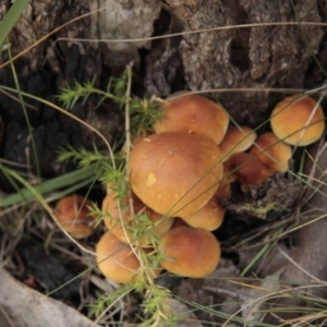 Hypholoma sp. at Tennent, ACT - 17 May 2014