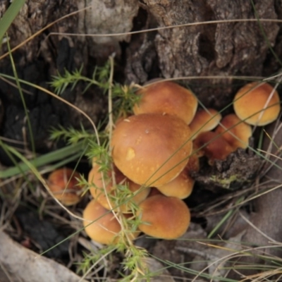 Hypholoma sp. (Hypholoma) at Tennent, ACT - 17 May 2014 by AlisonMilton