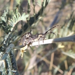 Ancita sp. (genus) at Point Hut to Tharwa - 7 Mar 2017 06:31 PM