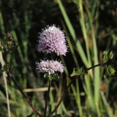 Mentha x piperita at Paddys River, ACT - 7 Mar 2017