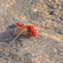 Diplacodes haematodes (Scarlet Percher) at Paddys River, ACT - 7 Mar 2017 by michaelb